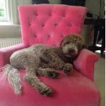 Lisa Arrowsmith - @lagotto_love - Instagram