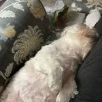 Lisa Ashe - @lisaashe93 - Instagram