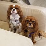 Lisa Aviles - @lisa_adorable_cavaliers - Instagram
