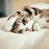 Lisa Backus  - @schimmer_katze - TikTok