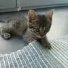 schimmerkatze - @lisabackus177 - TikTok