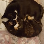 Lisa Badger - @mummy_badge - Instagram