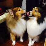 @lisa.bagel.afu - Instagram