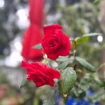 Lisa Bair Hubbert - @lisabairhubbert - Instagram