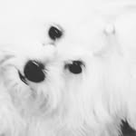 Lisa Balli - @7morkiepoo - Instagram