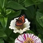 Lisa Barratt - @astonhillfarm - Instagram