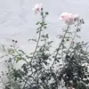 Lisa Ucles-Bäumler - @lisauclesbaeumler - TikTok