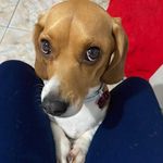 Beagle Lisa 🐶 - @lisa_babybeagle - Instagram