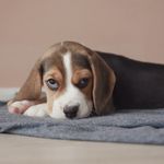 @lisa.beagle_ - Instagram