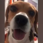 lisa - @_lisabeagle - Instagram