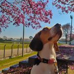 Lisa, a beagle - @abeagle_lisa - Instagram