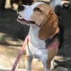 Lisa, a beagle - @beagle.lisa - TikTok