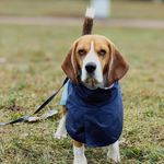Lisa and Beagle Sammy✨ - @_beagle_sammy_ - Instagram