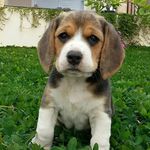 Lisa_Beagle - @lisa_a_beagle - Instagram