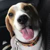 Lisa Girl - @lisa_thebeagle - TikTok