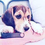 Lisa is Beagle - @lisaisbeagle - Instagram