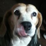 lisa la unica - @lisa_beagle.cl - Instagram