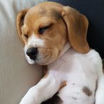 Lisa Maria - @lisa.beagle - Instagram