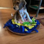 Lisa Maria Beagle - @lisa_maria_beagle - Instagram