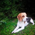 Lisa the Beagle - @beagle_lisa_ - Instagram
