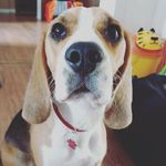 Lisa The Beagle - @lisathebeagle - Instagram