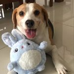 Lisa the Beagle - @lisa_beagle_girl - Instagram