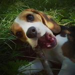 Lisa the Beagle - @the_beagle_lisa - Instagram