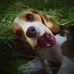 Lisa the Beagle - Facebook