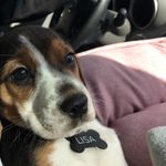 Lisa the Beagle - @beaglenamedlisa - Instagram