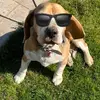 lisa.the.beagle - @lisa.the.beagle - TikTok