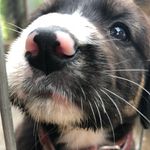 Little Beagle/Lisa❤️🐶 - @littlebeaglelisa - Instagram