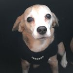 Mona Lisa Beagle - @monalisabeagle - Instagram