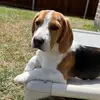 Mona Lisa The Wonder Beagle - @mona.lisa.the.beagle - TikTok