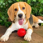 Monalisa - @mona.lisa.beagle - Instagram
