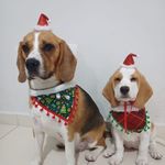Thor.Lisa.beagle - @thor_lisa_beagleee - Instagram