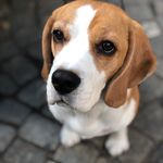 Yvonne - @lisa_beagle_ - Instagram