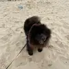 Lisa beauchamp - @lisie208 - TikTok