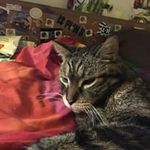 Lisa Bechard-Gendron - @brownid_lisa - Instagram