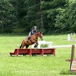 Lisa Poelling Bechtold - @lisa_geckofan - Instagram