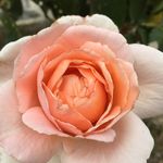 Splash Floral - Lisa Behringer - @splash.floral - Instagram