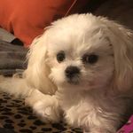 Lisa Belk - @belkly44 - Instagram