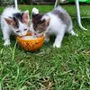 tiziana2 - @lisa.benedetti3241 - TikTok