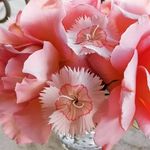 Lisa Bergquist - @bergquist7099 - Instagram