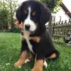 Lisa der Berner - @ber.nersennenhund_lisa - TikTok