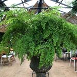 Lisa Bevan - @lisabevangardendesign - Instagram