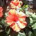 Lisa Bilbrey - Facebook