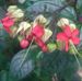 Lisa Bingaman - Facebook