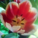 Lisa Eddy Bitner - @lisaeddybitner - Instagram