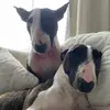 Lisa Bittner - @liz9.9 - TikTok