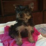 Lisa Bitton Duncan - @bittonduncan - Instagram